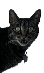 Shocked Cat Meme Template