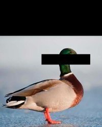 Epstein files redacted duck Meme Template