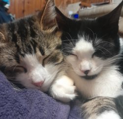 ooh eeh ooh ah ah ting tang walla walla bing bang Meme Template