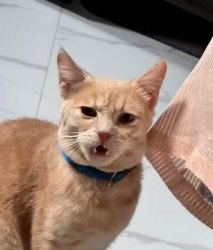 Confused cat Meme Template