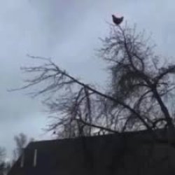 Chicken on tree Meme Template