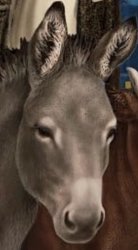 Where is Ray? Meme Template