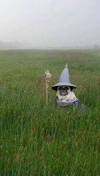 Gandalf Pug Meme Template