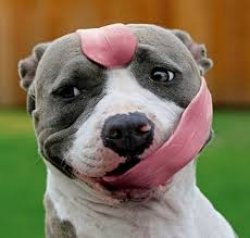 stretchy tongue dog Meme Template