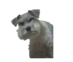 Angry Dog Meme Template