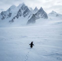 Penguin Meme Template