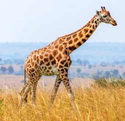 giraffe Meme Template
