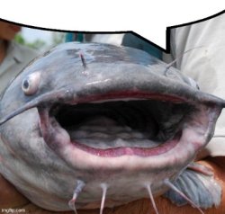 Catfish Meme Template