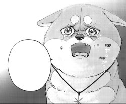 Most Tearful Dog Meme Template