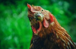 suspicious hen Meme Template