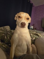 Cherry what Meme Template