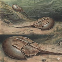 gods-perfect-creation-clear Meme Template