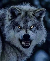 wolf Meme Template