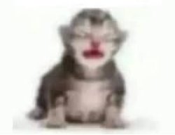 el que esta chinge y chinge cuando Meme Template