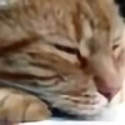 stupid cat Meme Template