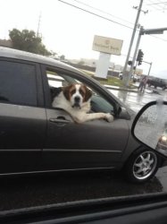 berhardiner car Meme Template