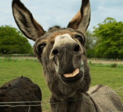 Donkey Meme Template