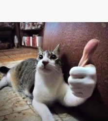 Cat Thumbs Up Meme Template