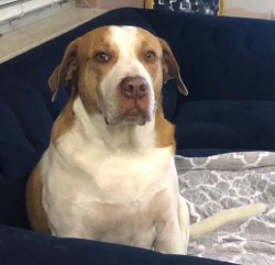 My human is an asshole Meme Template