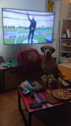 dogelvis Meme Template