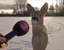 Deer interview Meme Template