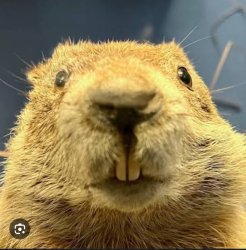 Beaverton Meme Template