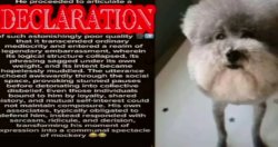 Declaration of Insanity Meme Template