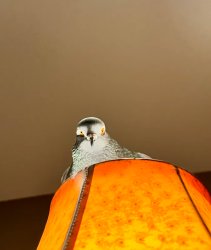 Gov view Meme Template