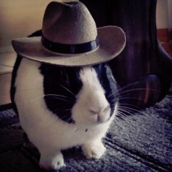 Cowboy bunny Meme Template