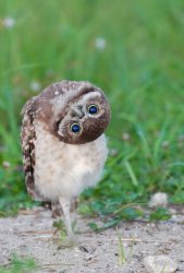 Judging owl Meme Template