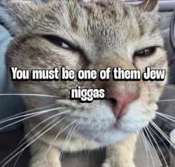 Cat jews Meme Template