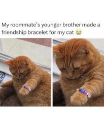 Cat bracelet Meme Template
