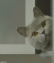 cat looking Meme Template