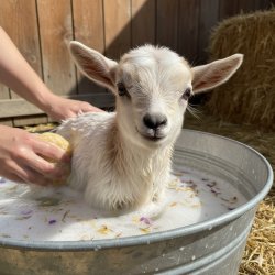 Washed Goat Meme Template