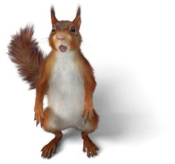 stress squirl Meme Template