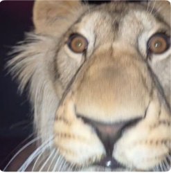 The lion actually concern Meme Template