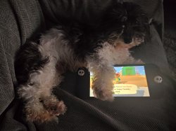 True Animal Crossing Meme Template