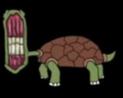Lacey Turtle Meme Template