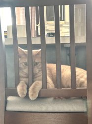 cat behind bars Meme Template