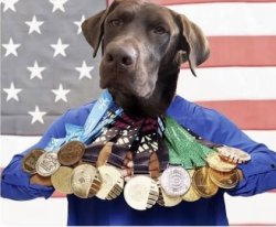 Medal dog Meme Template