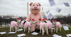 EPSTEIN EPSTEIN EPSTEIN Meme Template