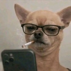 Chihuahua smoking Meme Template