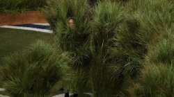 bad bunny grass Meme Template