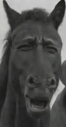 Funny Horse Meme Template