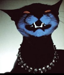 Evil cat Meme Template