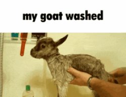 My goat washed Meme Template