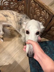 dog grip Meme Template