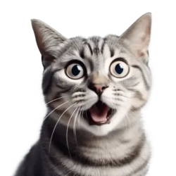 shocked cat transparent Meme Template