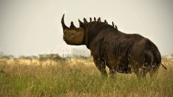 Rhino-Oxpecker symbiosis Meme Template