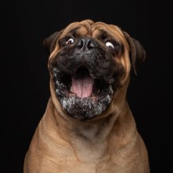 Birthday Bully Meme Template